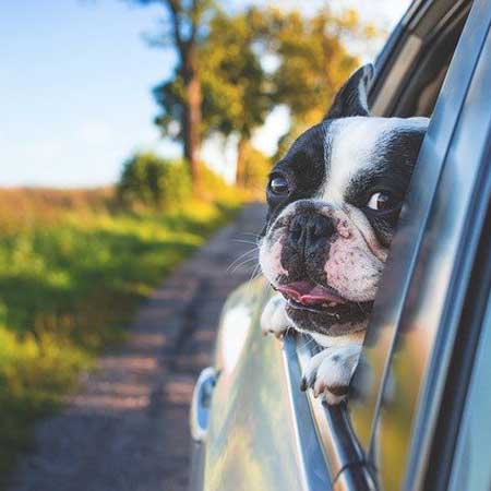 Urlaub mit Hund an der Ostsee und Hamburg